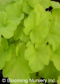 Heuchera villosa 'Citronelle'